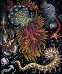 Image 2 of The HYDROZOA /DEVOURING STARJELLY COLLECTION • Both sold together!