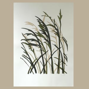 Image of Grasses