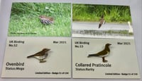 Image 1 of March 2021 UK Birding Pin Releases
