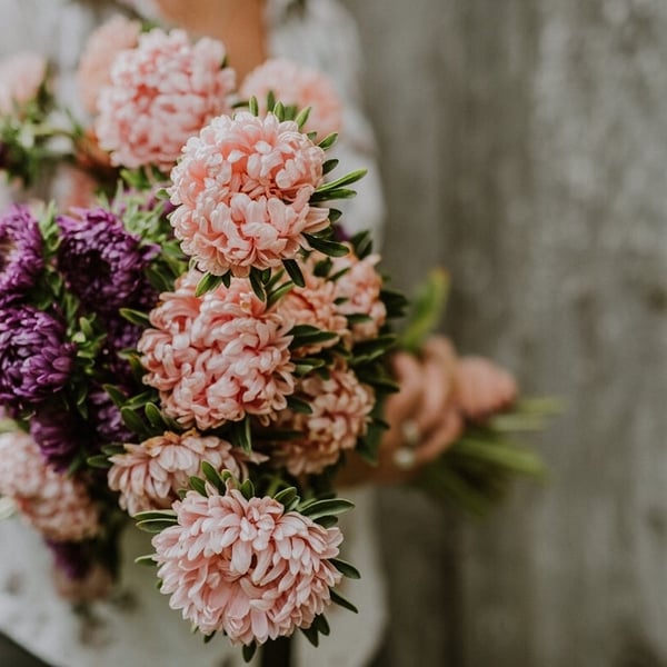 Image of CUT FLOWER SEEDLINGS: THE SUMMER COLLECTION