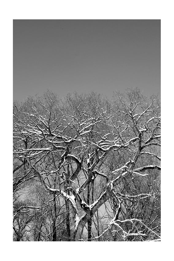 Winter trees