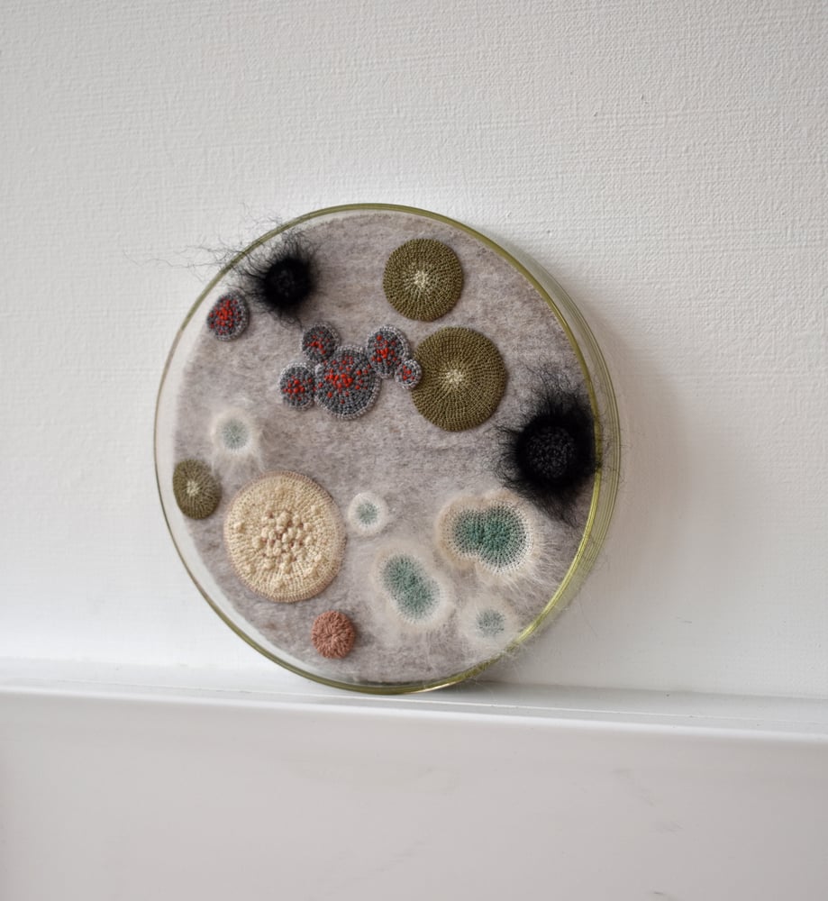 Image of 16cm Wall hung petri dish