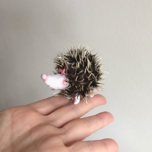 Image of Greta the Tiny Hedgehog 