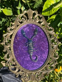 Giant Emperor Scorpion bubble frame