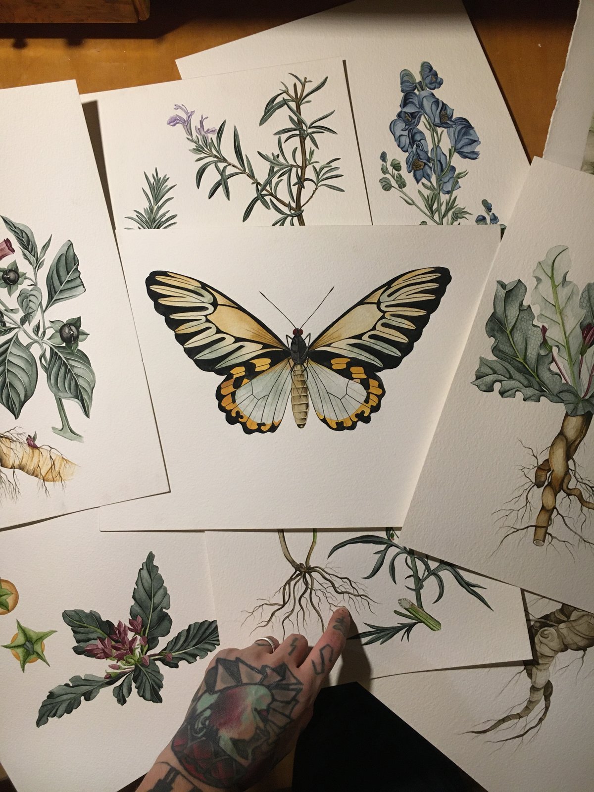 Image of Botanical Prints - bundle.