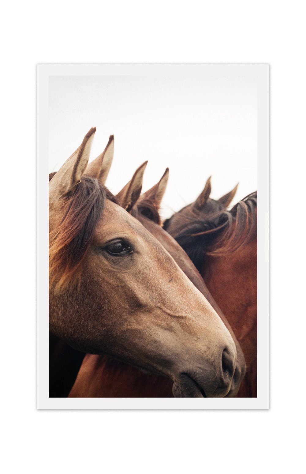 FEBRUARY- HORSES - MP