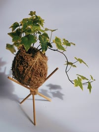 Kokedamas