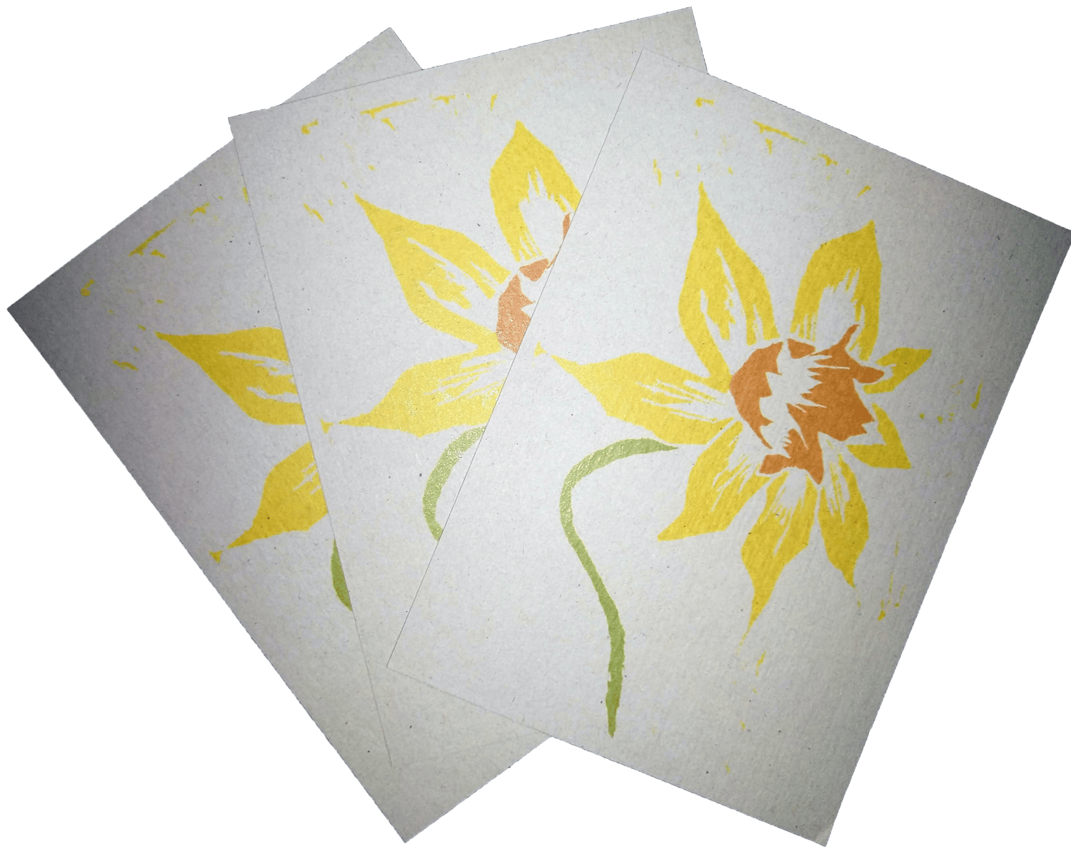 The Daffodil (in colour)