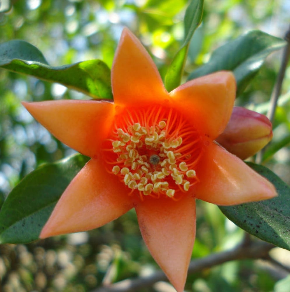 Image of pomegranate flower essence 