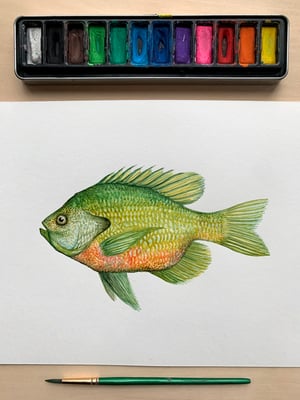 "Bluegill"-first edition print