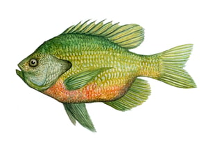 "Bluegill"-first edition print