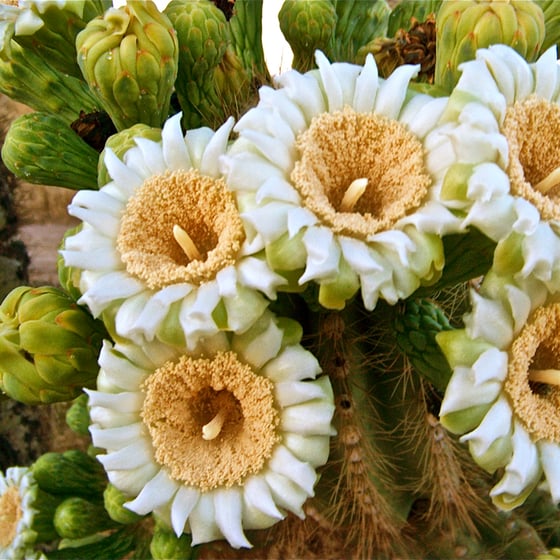 Image of saguaro flower essence 