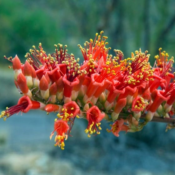 Image of ocotillo flower essence 