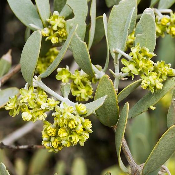 Image of jojoba flower essence 