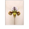 Hortus Florum #1 Papiopedilum Niveum
