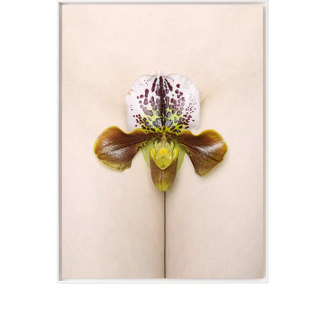 Hortus Florum #1 Papiopedilum Niveum