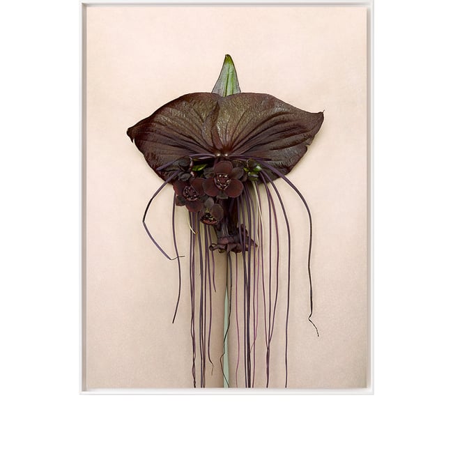 Hortus Florum #3  Tacca Nivea