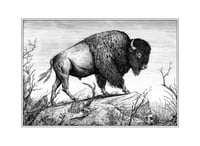Image 1 of Visundr · Print