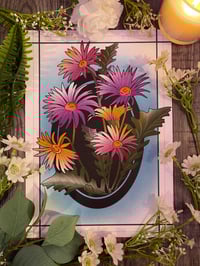 Gerberas