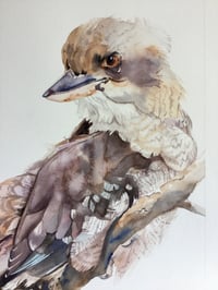 Image 2 of Laughing kookaburra