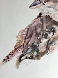 Image 3 of Laughing kookaburra