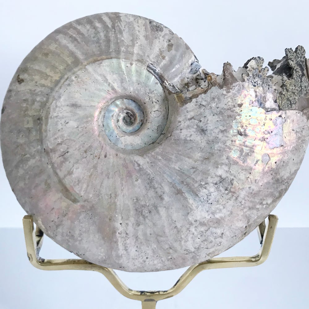 Image of Iridescent Rainbow Ammonite No.51 + Brass Arc Stand