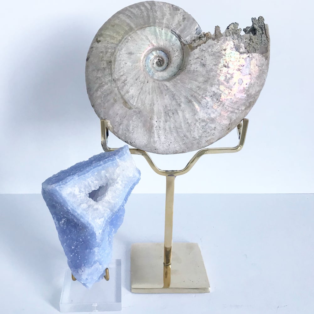 Image of Iridescent Rainbow Ammonite No.51 + Brass Arc Stand