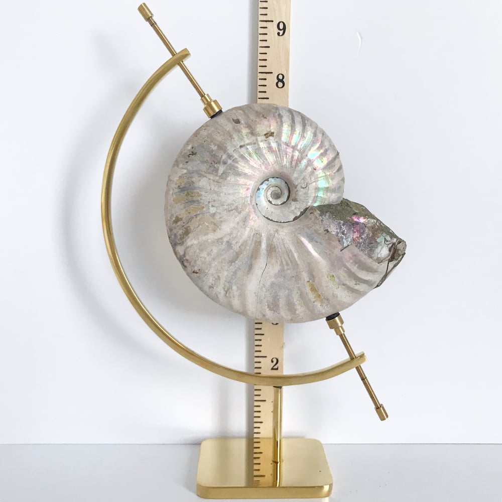 Image of Iridescent Rainbow Ammonite No.25 + Brass Arc Stand