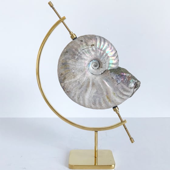 Image of Iridescent Rainbow Ammonite No.25 + Brass Arc Stand