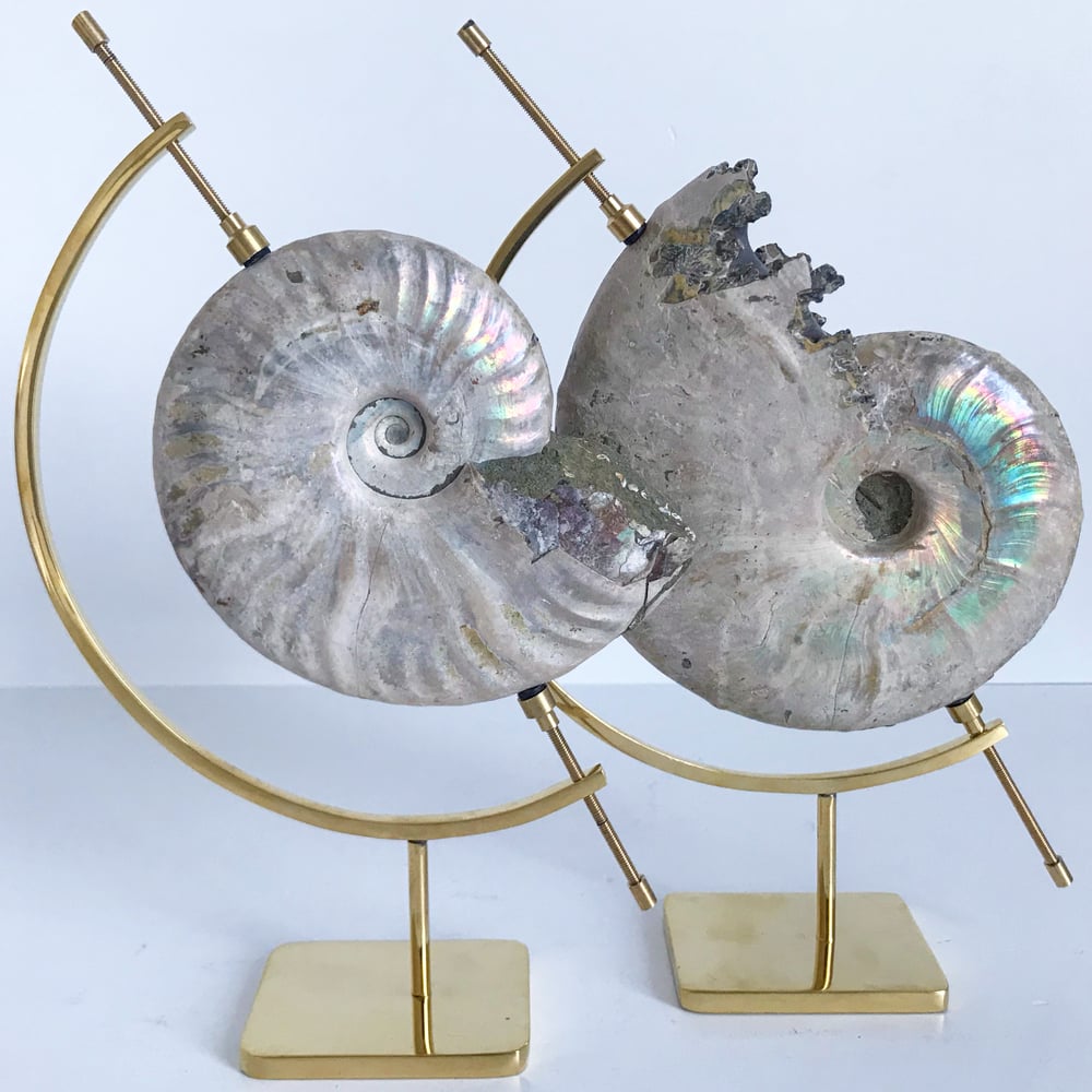 Image of Iridescent Rainbow Ammonite No.25 + Brass Arc Stand