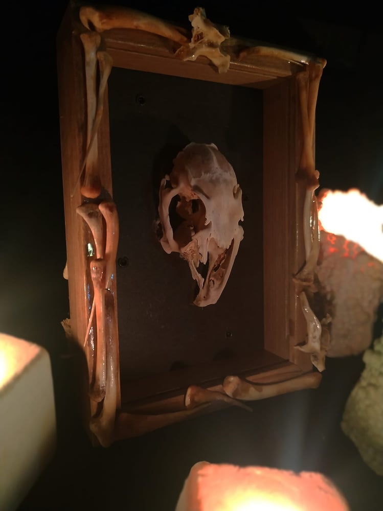 Image of "Aurora Consurgens" framed rabbit skull