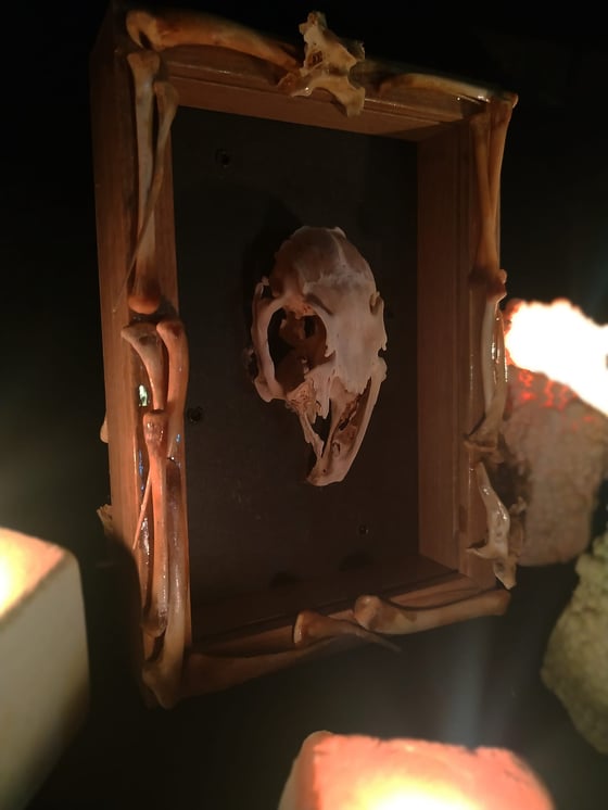 Image of "Aurora Consurgens" framed rabbit skull