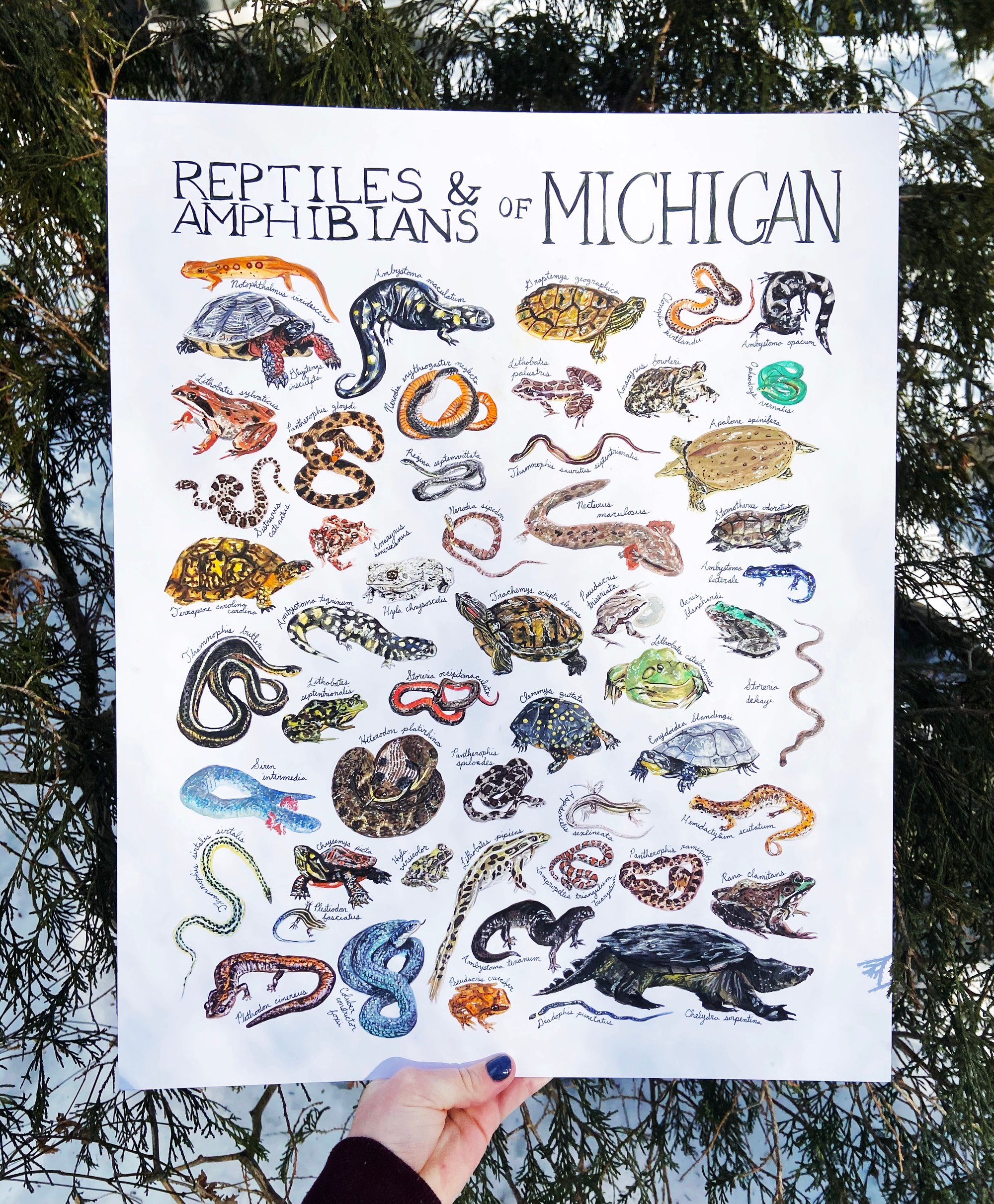 Reptiles & Amphibians of Michigan | Brush & Bark