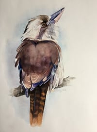 Image 1 of A reflective Laughing kookaburra 
