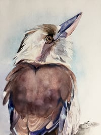 Image 2 of A reflective Laughing kookaburra 
