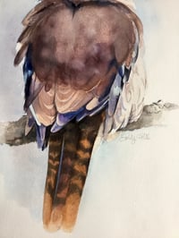 Image 3 of A reflective Laughing kookaburra 