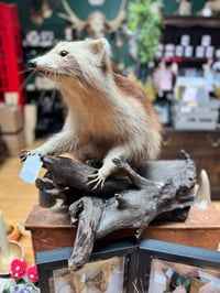 Image 3 of Taxidermy Raccoon