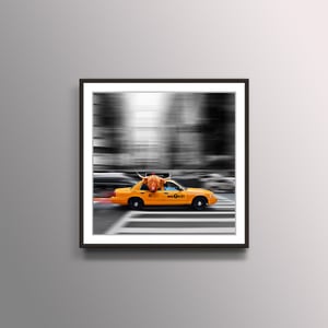 Image of Taxi Passenger - Highland Cow Art Print