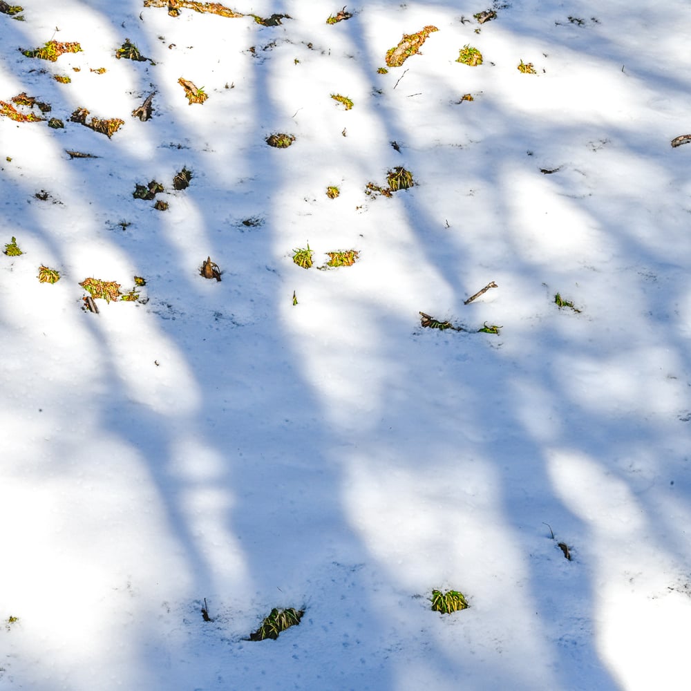 Image of Winter Shadows 2626