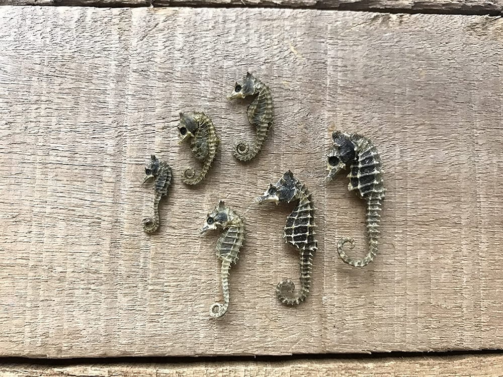 Image of Miniature Mummified Pigmy Seahorse Glass Globe Charm - Skeleton key Pendant. 