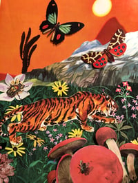 Tiger in spring 