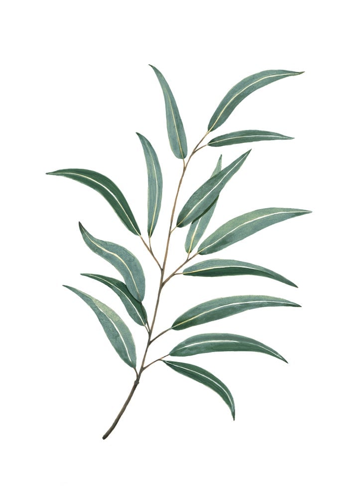 Image of Eucalipto