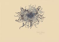 Image 1 of Dried Allotment Sunflower