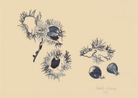 Image 1 of Chestnuts