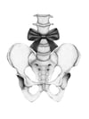 Pelvis