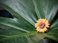 Image 2 of Sunflower Rings