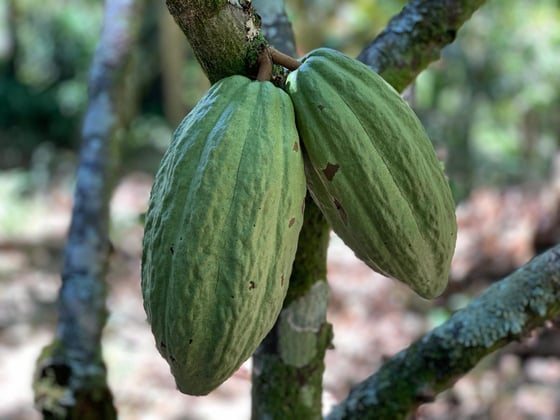 Image of Virtual Chocolate Tasting - Sunday, May 18, 2025