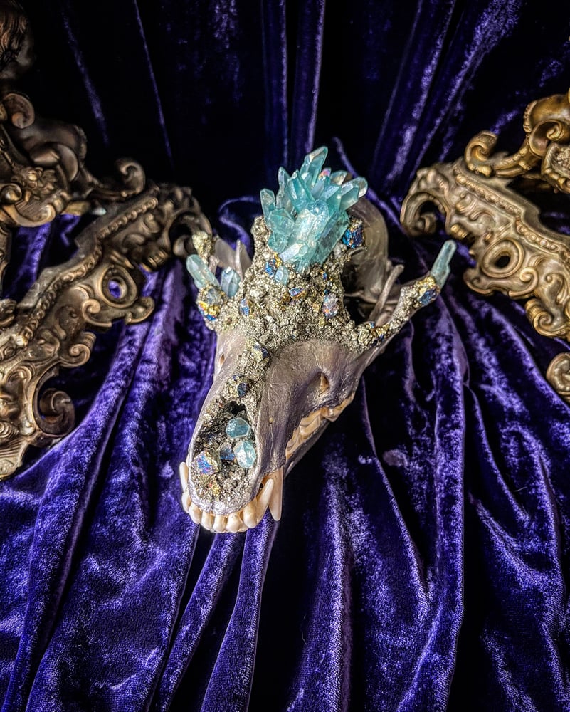 Image of Light blue Aura Quartz - Coyote Skull