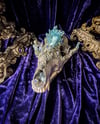 Light blue Aura Quartz - Coyote Skull