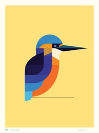 Kingfisher / Cork Harbour Birds